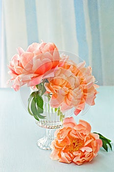 pink peonies