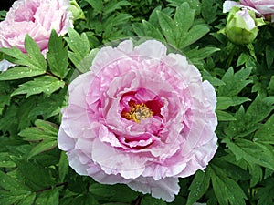Pink_peonies