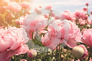 Pink Peonies in a Beautiful Garden, pink life