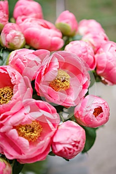 Pink peonies. Beautiful summer bouquet. Floral composition. Wallpaper. Lovely flowers in glass vase.