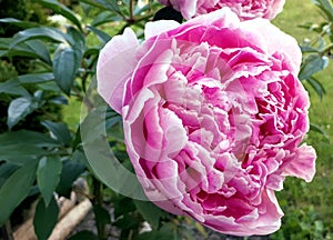 Pink Peonies in Bloom