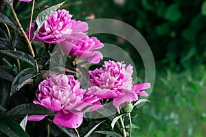 Pink peonies bloom in the garden. Beautiful pink flowers.