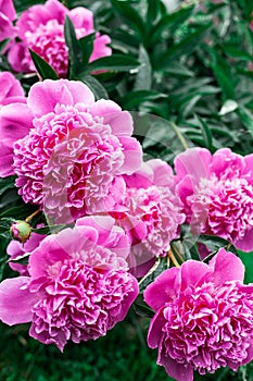 Pink peonies bloom in the garden. Beautiful pink flowers.