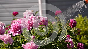 pink peonies blooming in the garden, a man waters the flowers with water