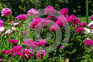 Pink Peonies Blooming in Yampa River Botanical Gardens