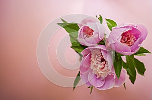 Pink peonies of blue background.
