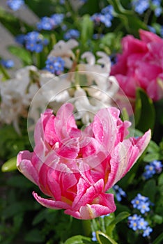 Pink peonies booming after rain