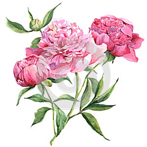 Pink peonies botanical watercolor illustration