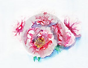 Pink peonies bouquet. Watercolor hand drown illustration.