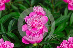 Pink peonies on a flower bed in the garden