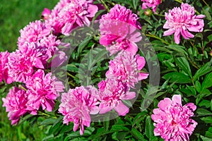 Pink peonies on a flower bed in the garden
