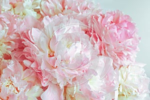 Pink peonies flowers background