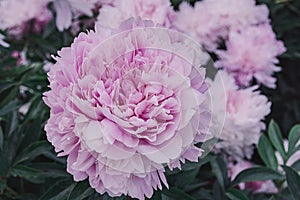 Pink peonies flowers background. Flowers in bloom. Cloeup beautiful details of pion. Spring concept. Floral greeting card.