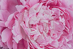 Pink peonies flowers background. Flowers in bloom. Closeup beautiful details of pion. Spring concept. Floral greeting card.