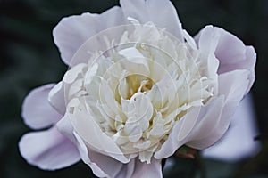 Pink peonies flowers background. Flowers in bloom. Closeup beautiful details of  pion. Spring concept. Floral greeting card.