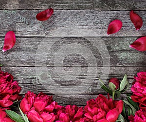 Pink peonies flowers over dark wooden background with space for text.