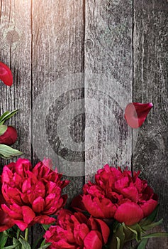 Pink peonies flowers over dark wooden background with space for text.