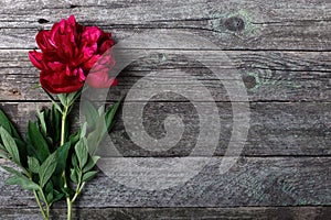 Pink peonies flowers on rustic wooden background. Selective focus