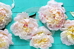 Pink peonies flowers on turquoise wooden background.