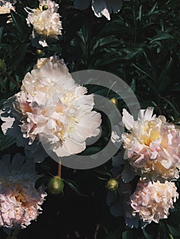 Pink peonies in the garden