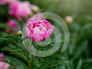 Pink peonies in the garden. Blooming pink peony. Closeup of beautiful pink Peonie flower. Natural floral background