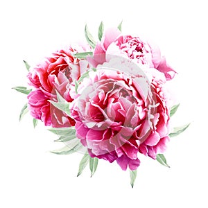 Pink peonies with leaves