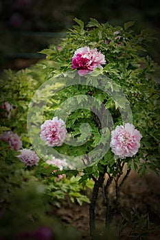 Pink Peonies In The Luoyang Peony Gardens 