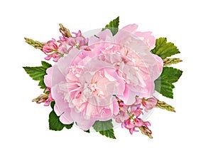 Pink peonies and onobrychis flowers in a floral arrangement isolated