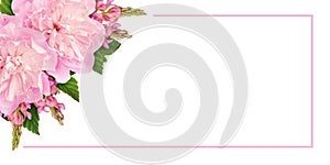 Pink peonies and onobrychis flowers in a floral corner arrangement and a frame isolated on white