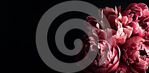 Pink peonies over dark background. Moody floral baroque style banner