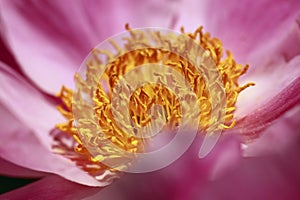 Pink peonies, Paeonia lactiflora