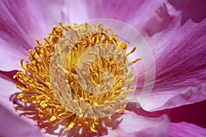 Pink peonies, Paeonia lactiflora