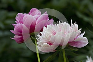 pink peonies of the Rosea Plena variety