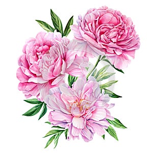 Pink peonies set of elements on white isolated background watercolor hand drawing