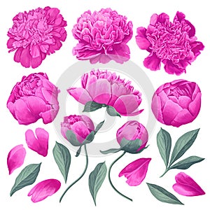 Set of floral elements with pink peonies flowers and leaves. photo