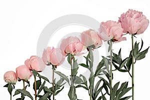 Rosa peonie sul bianco diagonale progresso da fiore crescita di partenza mini cuffie inferiore sul bellissimo biglietto d'auguri 