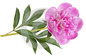 Pink Peony