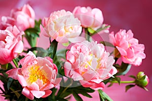 Pink peony