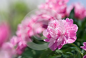 Pink peony