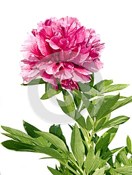 Rosa peonia 