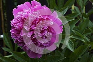 Pink peony