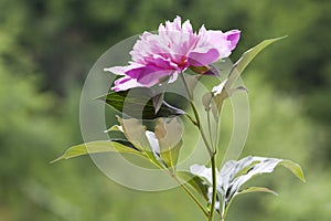 Pink peony.