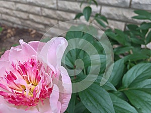 Pink Peony Background