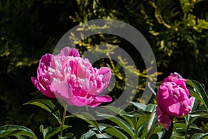 Pink peony on the background of the cable-stayed bridge to Damansky island in Yaroslavl. Beautiful summer day in a beautiful Park photo