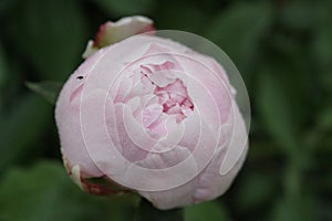 Pink Peony Bloom w/Raindrops 2020 3B