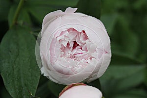 Pink Peony Bloom w/Raindrops 2020 5B