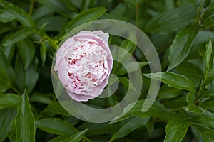 Pink peony blossom close-up, delicate pastel pink peony spring flower