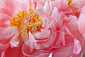 Pink Peony Blossom closeup