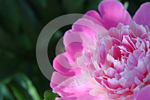 Pink Peony blossom macro shot