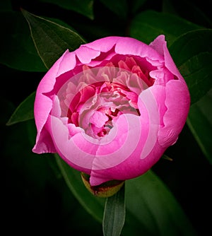 Pink Peony Blossom With Natural Dark Green Background